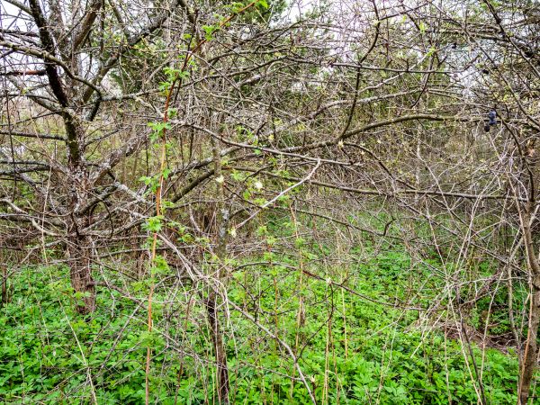Underbrush Clearing in Titusville
