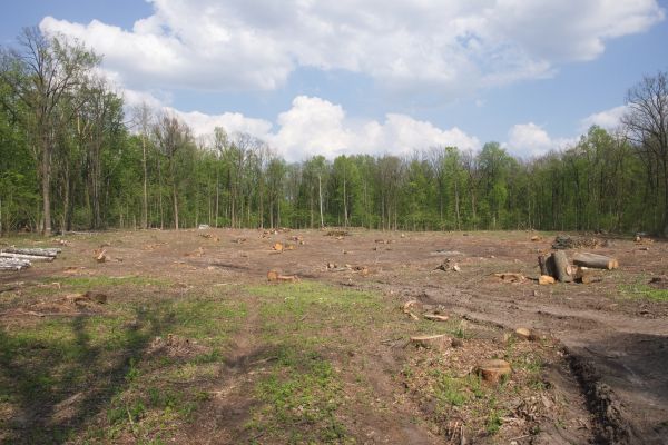 Cost of Pasture Clearing in Titusville