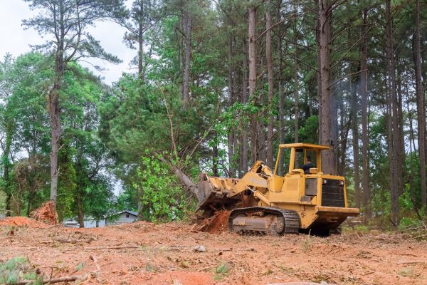 Forest Thinning in Titusville