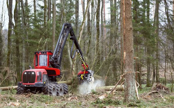 Cost of Forest Clearance Service in Titusville