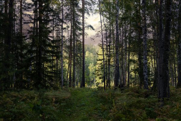 Cost of Pine Tree Clearing in Titusville
