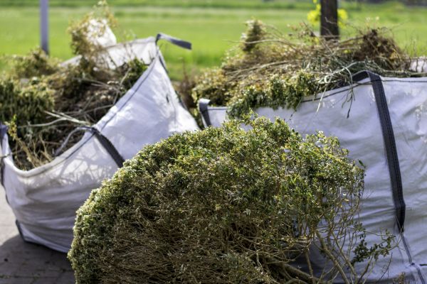 Cost of Bushes Clearing in Titusville