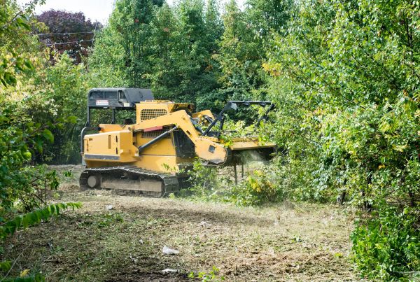Cost of Pathway Clearing in Titusville