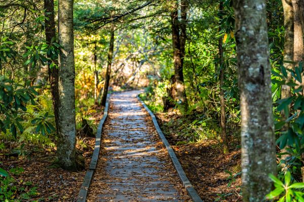 Cost of Trail Clearing in Titusville